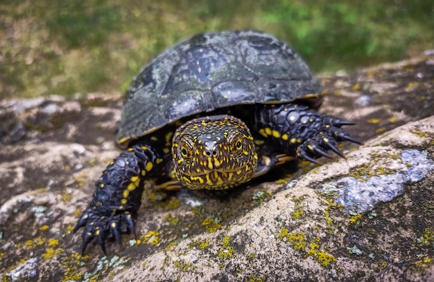 Die Europäische Sumpfschildkröte (Emys orbicularis) auf dem Stein im Park