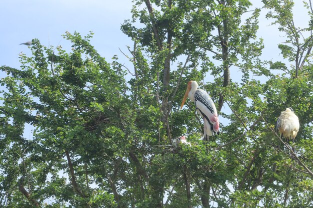 Die Familie des gemalten Storchvogels (Mycteria leucocephala) auf Nestbaum