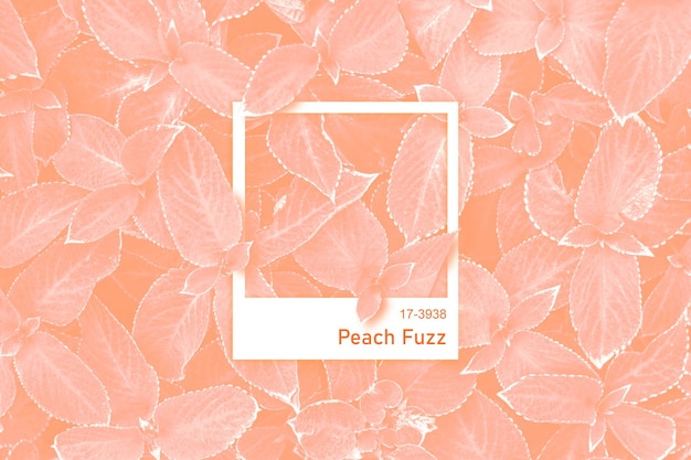 Die Farbe für 2024 ist Peach Fuzz.