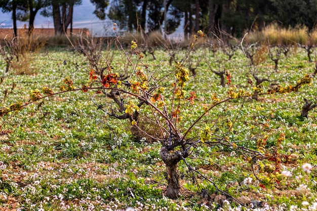 Die Farben des Herbstes in den Weinbergen Weinkonzept