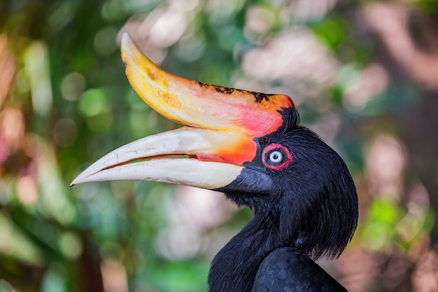 Die Farben und Details des Nashornhornvogels.