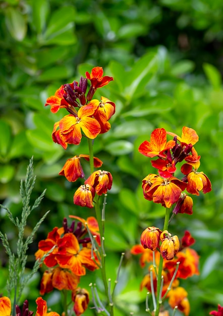 Die farbenfrohen Frühlingsblumen von Erysimum cheiri Cheiranthus, auch als Mauerblümchen bekannt. Vertikale Ansicht