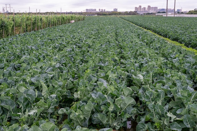 Die Farm ist ein grünes Gemüsefeld, das durch die Industrialisierung mit ordentlichen Gemüsereihen entstanden ist