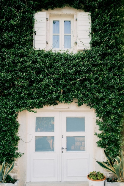 Die Fassade eines alten Hauses ist dicht mit grünem Efeu überwuchert