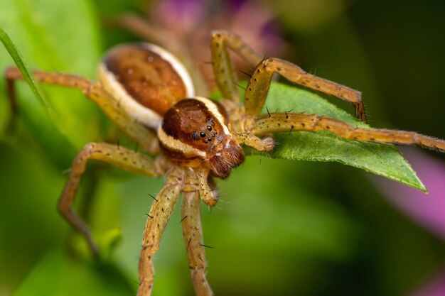 Coreidae Bilder - Kostenloser Download auf Freepik