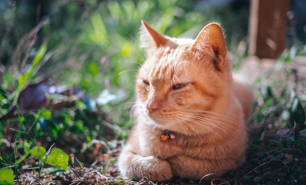 Die fette süße Ginger Tabby junge Katze aus der Nähe schaut auf die Kamera, die im Garten auf dem Boden sitzt