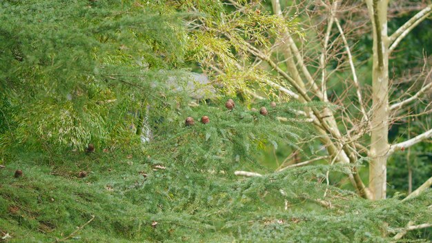 Die Fichte hat die jungen hellen und grünen Zweige im Frühling Grünen Fichtenzweigen im Frühlingspark