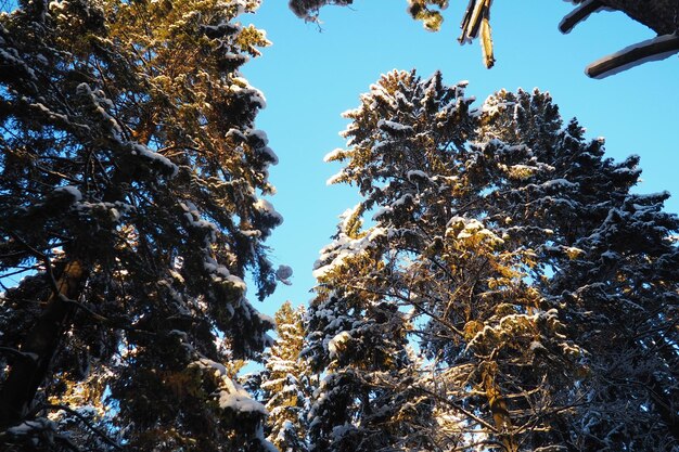 Die Fichte Picea ist ein Nadelbäume der Pinienfamilie Pinaceae Immergrüne Bäume Die gewöhnliche Fichte oder die Norwegische Fichte Picea abies ist in Nordeuropa weit verbreitet Schneewinter Nadelbäume