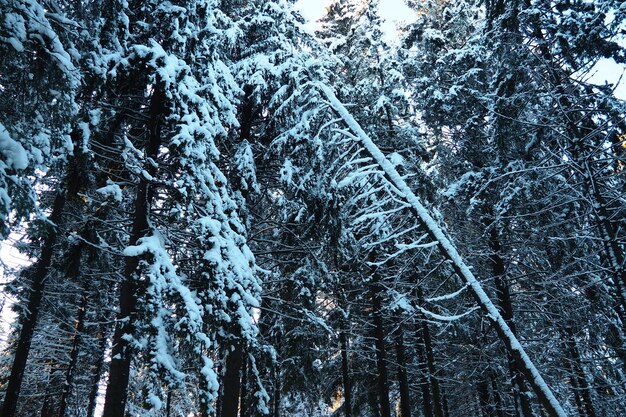 Foto die fichte picea ist ein nadelbäume der pinienfamilie pinaceae immergrüne bäume die gewöhnliche fichte oder die norwegische fichte picea abies ist in nordeuropa weit verbreitet schneewinter nadelbäume