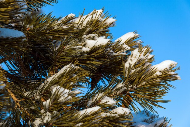 Die Fichtenzweige sind mit Schnee gegen den blauen Himmel bedeckt Winterhintergrund mit warmem Licht