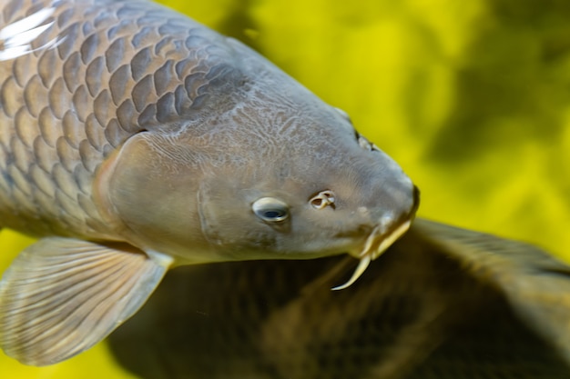 Die Fischkarpfen. Eine Gruppe von Fischen in einem schlammigen Reservoir. Tiere in freier Wildbahn. Die Nahaufnahme.