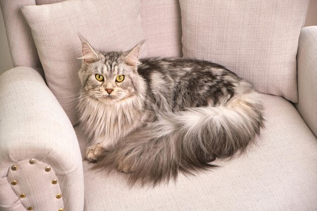 Die flauschige Katze liegt auf der Fensterbank und schaut in die Kamera Eine junge Katze mit gelben Augen