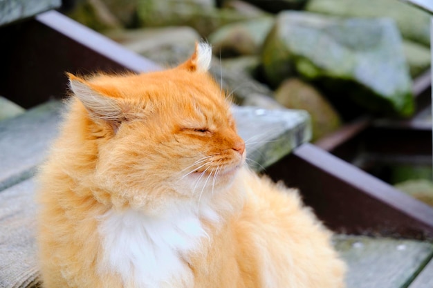 Die flauschige rote Katze blinzelte vom Wind, der ihm ins Gesicht wehte