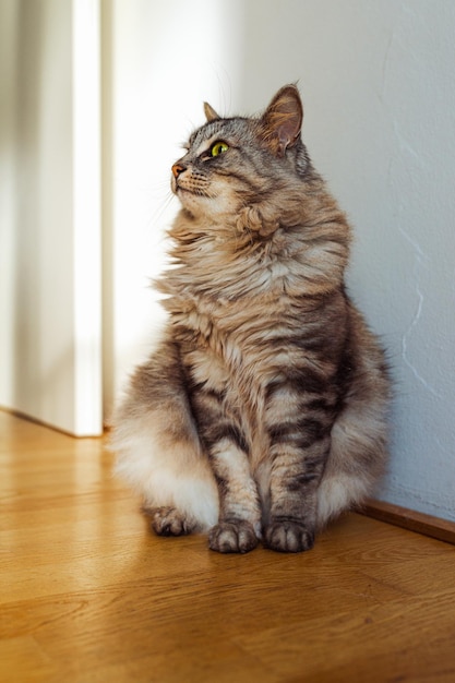 Die flauschige, zottelige Hauskatze Maine Coon-Rasse sitzt auf dem Parkettboden in der Nähe der Wand in der Sonne