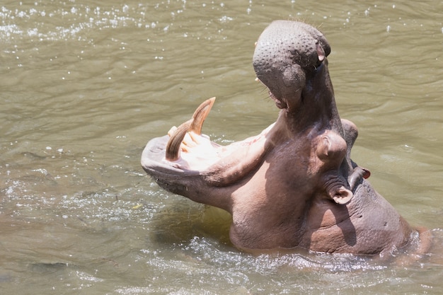 Foto die flusspferde öffnen den mund.