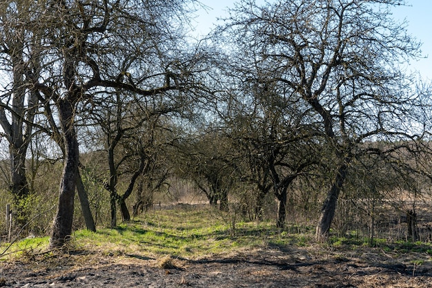 Die Folgen eines Waldbrandes und Brandstiftung von trockenem Laub Verkohlte Bäume und Gras im Wald Asche auf dem Boden nach einem Vorfall im Park Umweltschutz