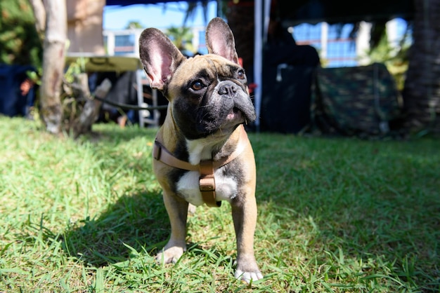 Die französische Bulldogge der Hunderasse steht auf grünem Gras unter der Sommersonne.