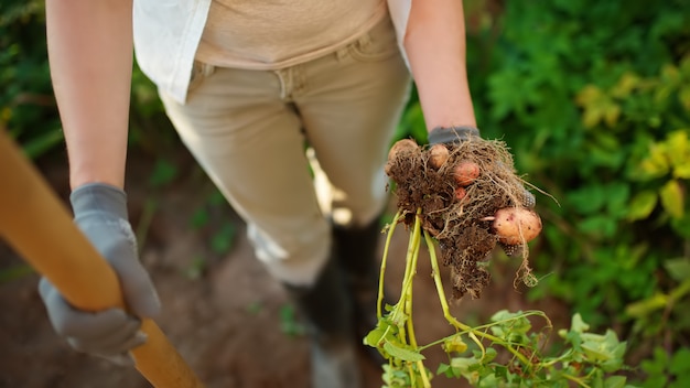 Die Frau, die in den Stiefeln beschuht wird, gräbt Kartoffeln in ihrem Garten.