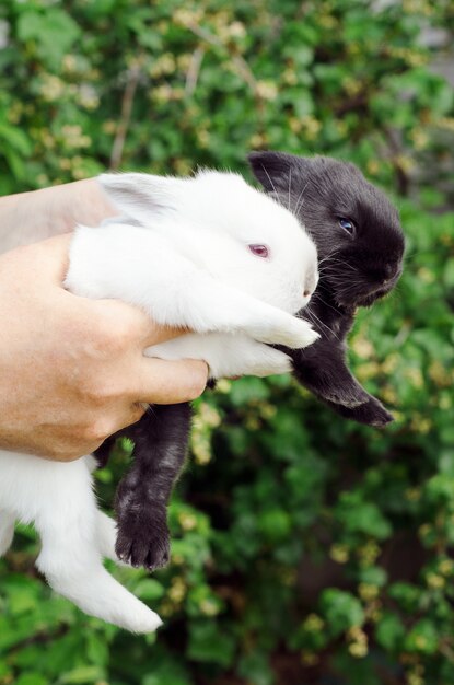 Die Frau hält schwarze und weiße kleine Kaninchen. Junges Konzept der Nutztiere, niedliche Jungen.