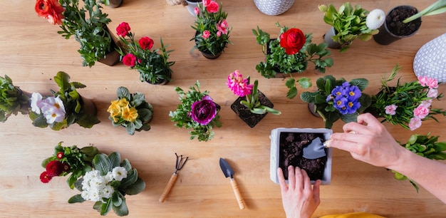 Die Frau pflanzt schöne Blumen in kleine Töpfe