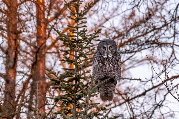 Foto die freat-grau-eule sitzt auf einem baum