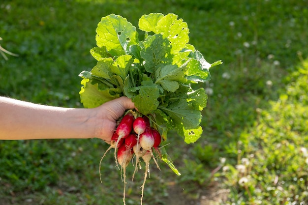 Die frisch gepflückten Radieschen aus dem heimischen Garten in die Küchenspüle waschen