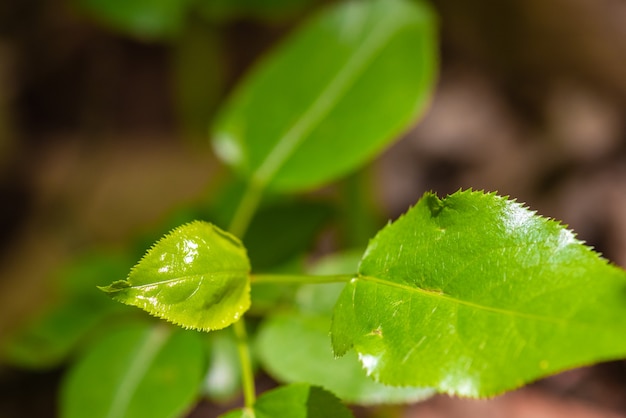 Die Frische eines grünen Blattes