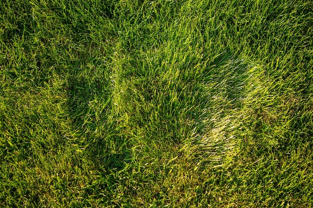 Die frischen Fußabdrücke im grünen Gras bei Sonnenuntergangslichtern