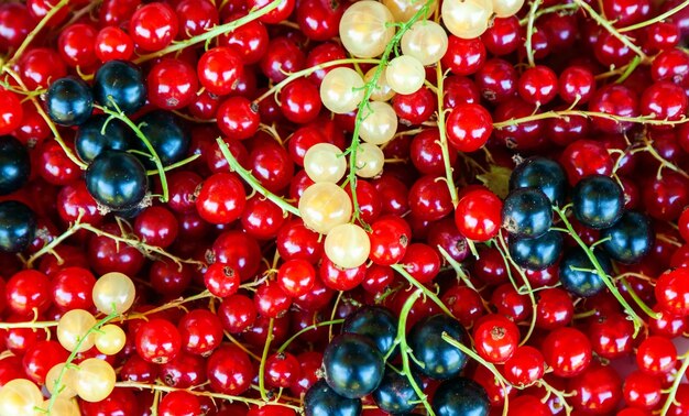 Die frischen Sommerbeeren Hintergrund rote schwarze und weiße Johannisbeere