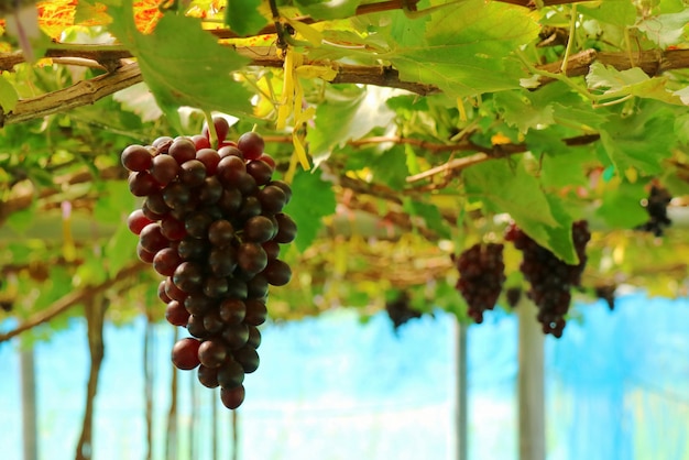 Die frischen Trauben von Reben im Weinberg. Selektiver Fokus Obst- und Landwirtschaftskonzept.