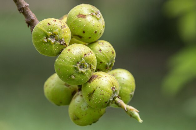 Die Frucht von Ficus Racemos. Der gebräuchliche Name Feigenfrucht, Haufenfeigenbaum, Indischer Feigenbaum oder Gularfeige.