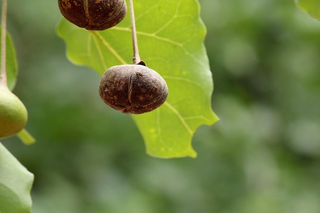 Die Früchte des wilden Baumes hängen im Baum.