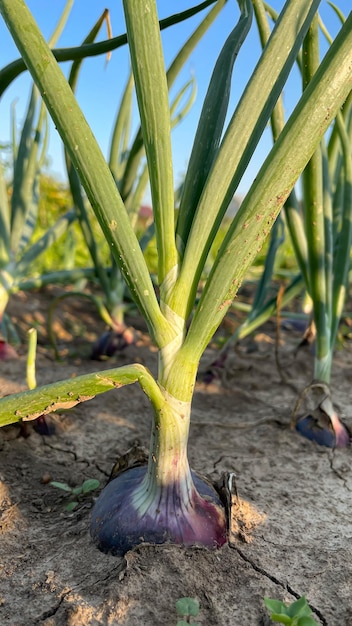 Die Frühlingszwiebeln wachsen im Garten