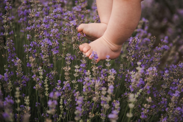 Foto die füße des babys berühren lavendel und fühlen die natur. süße babyfüße in lavendel. lila lavendel in blüte.