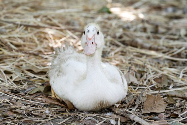 Die Gänsebabys setzen sich und ruhen sich im Sommer im Bauerngarten in Thailand aus