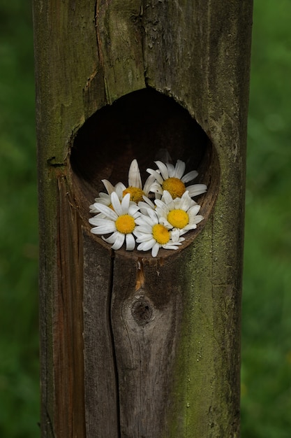 die Gänseblümchenblume