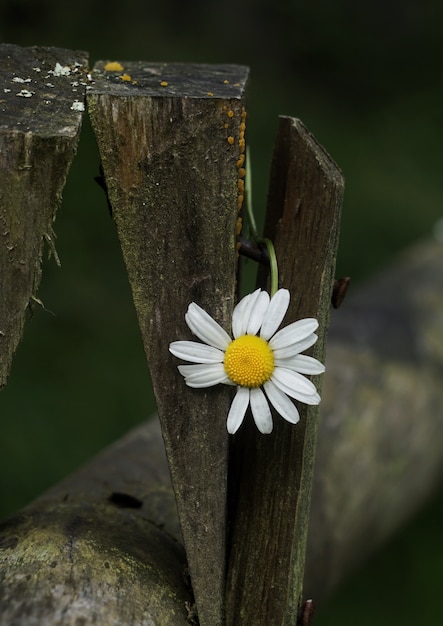 die Gänseblümchenblume