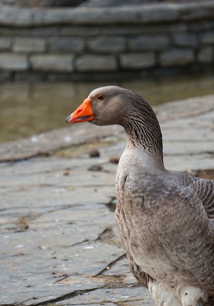 die Gänseente im See im Park