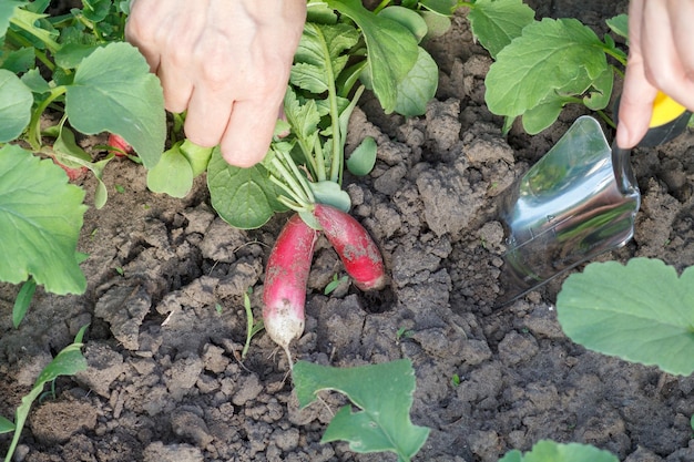 Die Gärtnerin gräbt im Garten mit einer kleinen Handkelle reifen roten Rettich aus Nahaufnahme