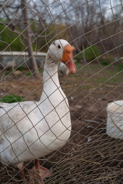 Die Gans läuft um die Koppel herum