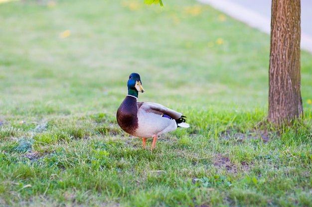 Die Gans steht in der Nähe des Baumes