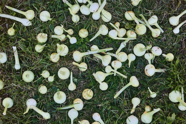 Die geernteten Zwiebeln werden auf dem Rasen getrocknet