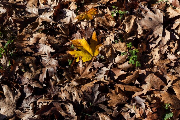 Die gefallenen Blätter im Herbstwald bei sonnigem Wetter