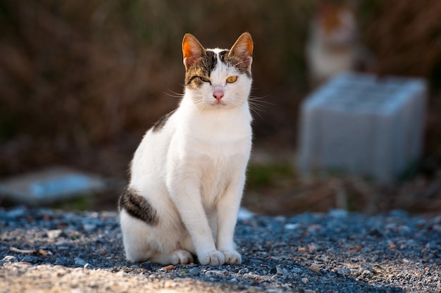 Die gefleckte Katze sitzt und schaut in die Kamera.