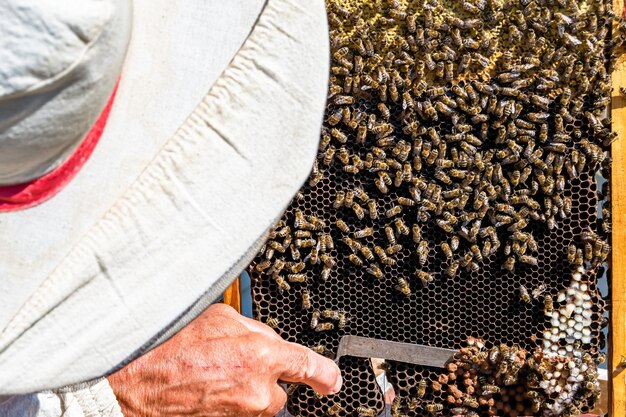 Die geflügelte Biene fliegt langsam zum Imker, um Nektar in einem privaten Bienenhaus zu sammeln