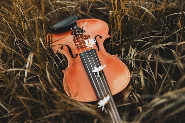 Die Geige liegt im Herbst auf dem Gras. musikalisches Konzept. Foto in hoher Qualität