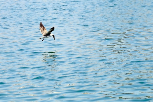 Die Gelbbeinmöwe ist eine charadriiforme Vogelart aus der Familie der Laridae