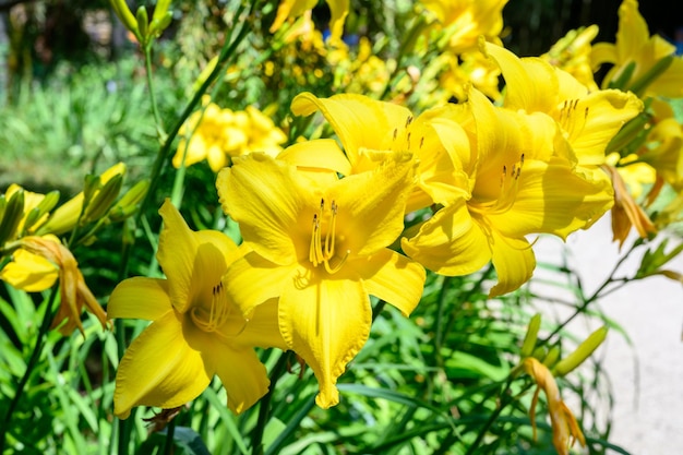 Die gelbe Lilienblume Hemerocallis, auch Lemon Lily Yellow Daylily Hemerocallis flava genannt