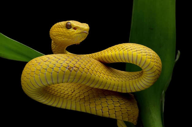 Die gelbe Weißlippen-Grubenotter (Trimeresurus insularis) Nahaufnahme auf Ast mit schwarzem Hintergrund