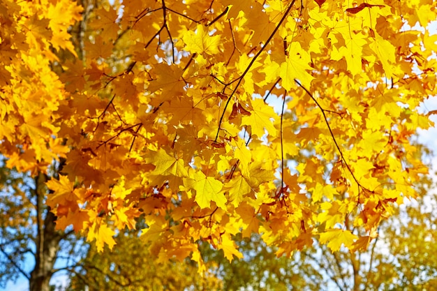 Die gelben Ahornblätter gegen den Himmel